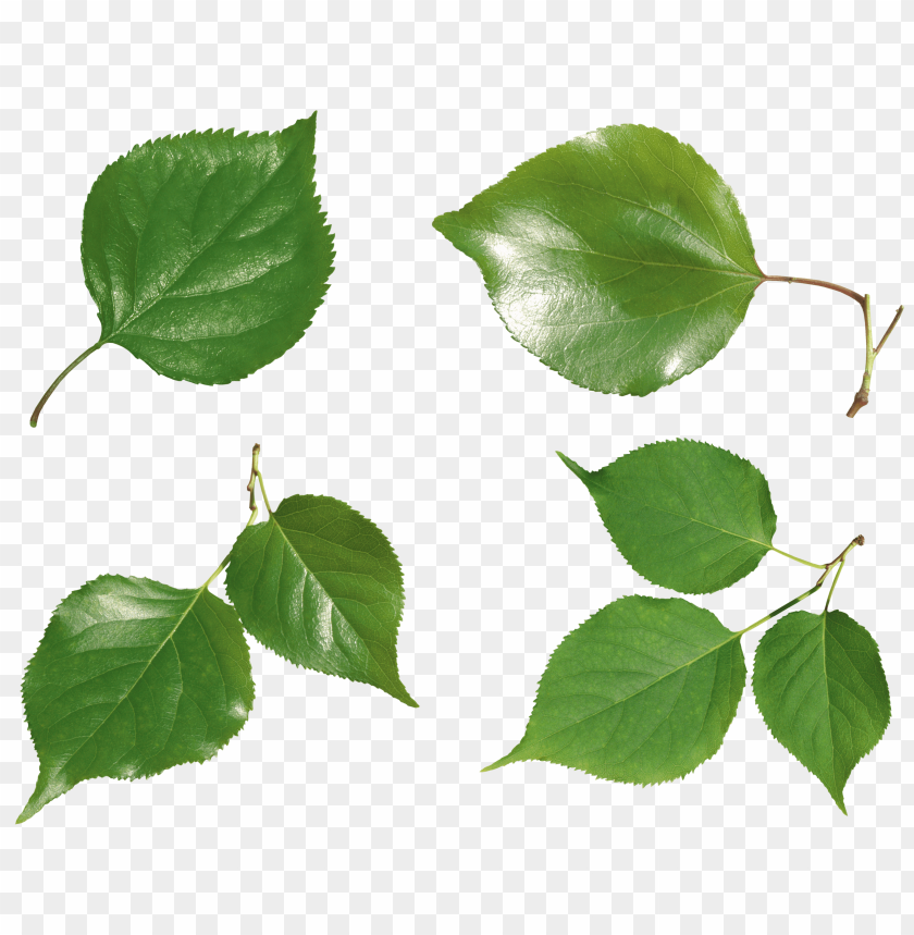 
leaf
, 
foliage
, 
autumn foliage
, 
photosynthetic function
