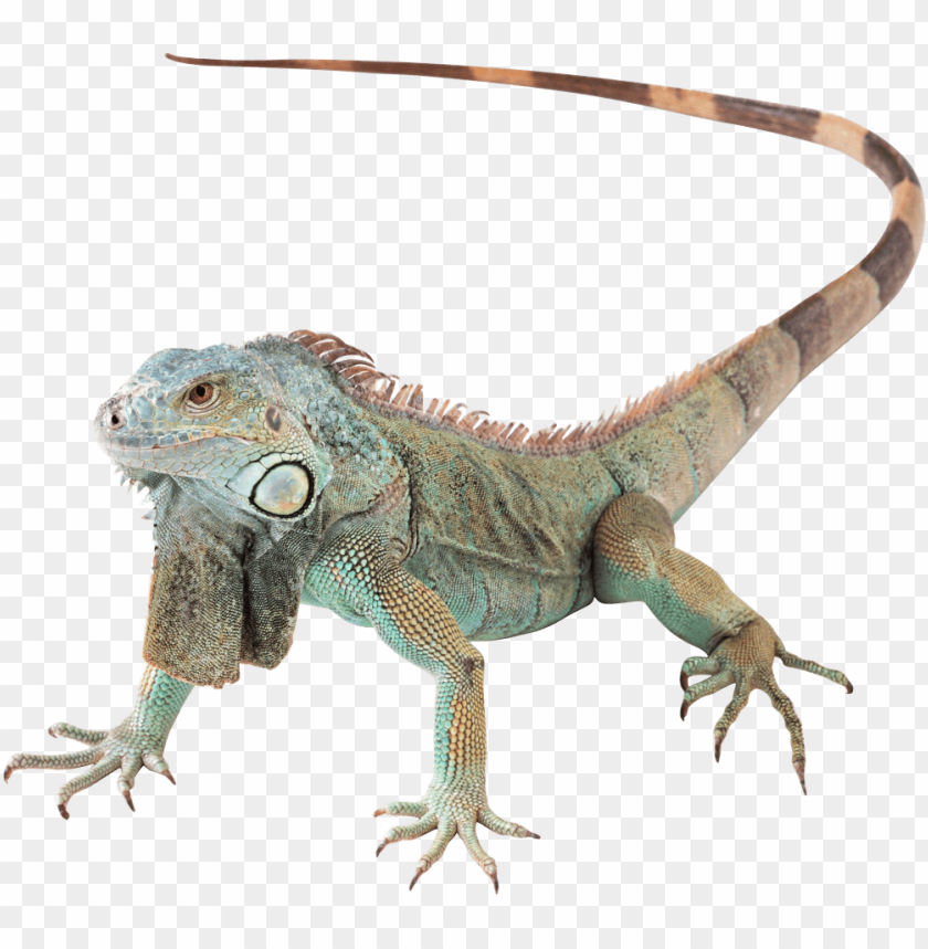 lizard,animals