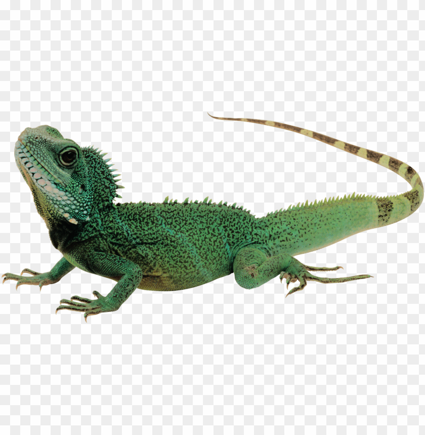 lizard,animals