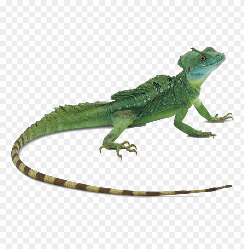 lizard,animals