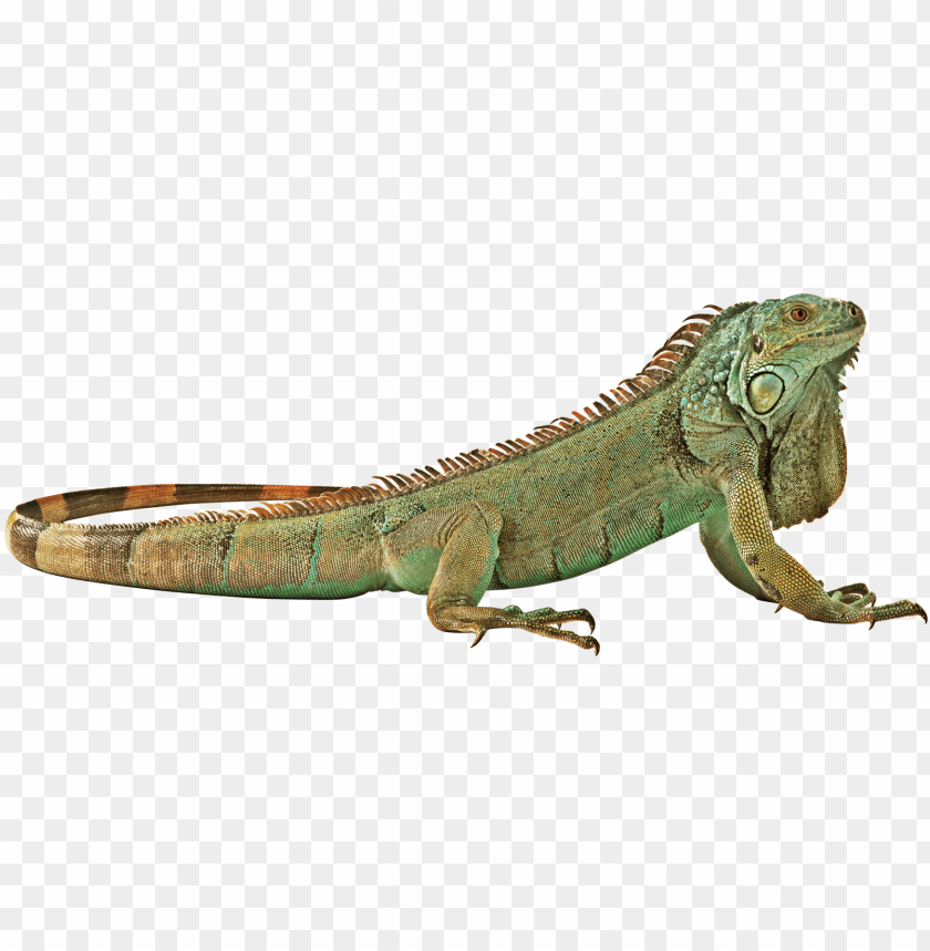 lizard,animals