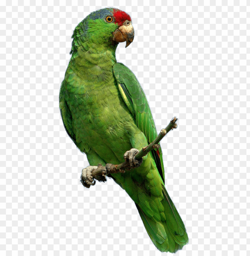 
parrot
, 
bird
, 
colorful
, 
green
, 
red
, 
blue
, 
flying
