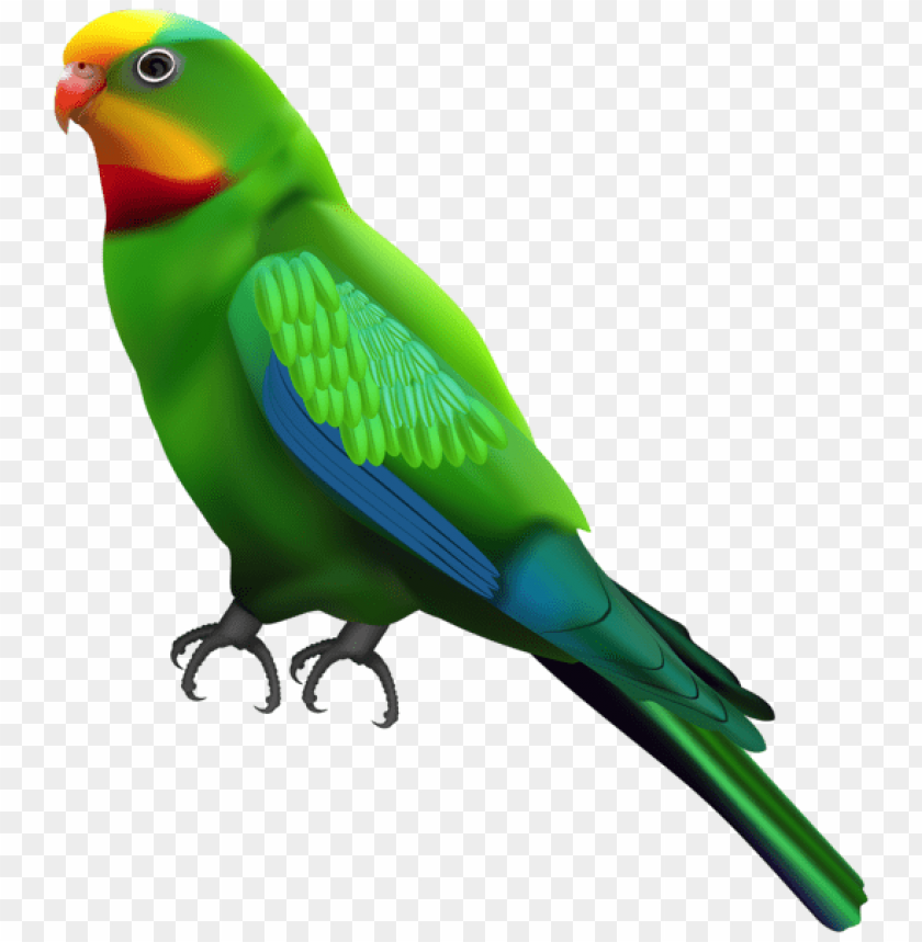 birds png ,bird