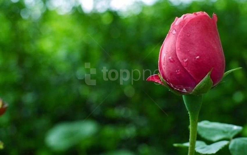 flowers and hearts