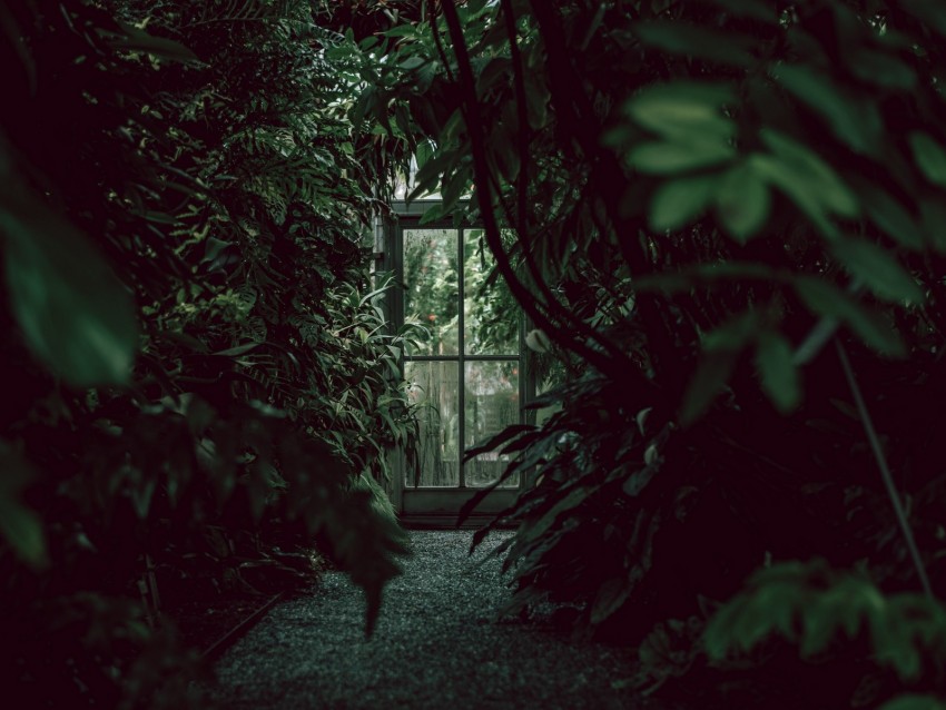 Greenhouse Door Plants Green Dark Background