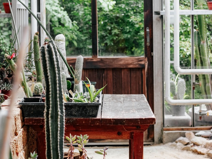 greenhouse, flowers, plants, cacti, room