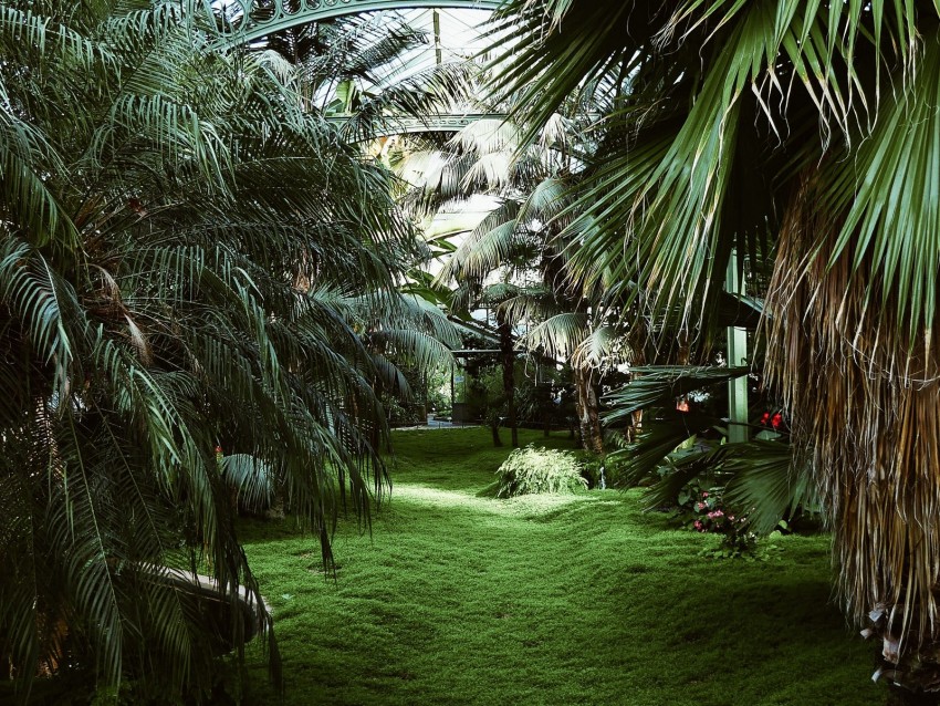 Greenhouse Palm Trees Tropical Plants Green Background