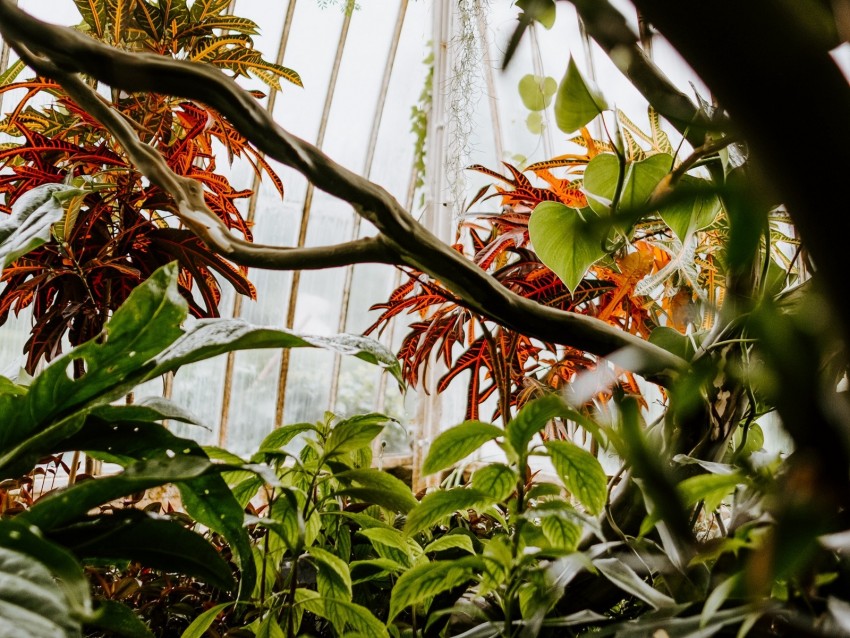 Greenhouse Plants Green Branches Leaves Background