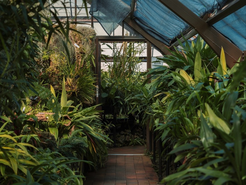 greenhouse, plants, green, tropical, exotic