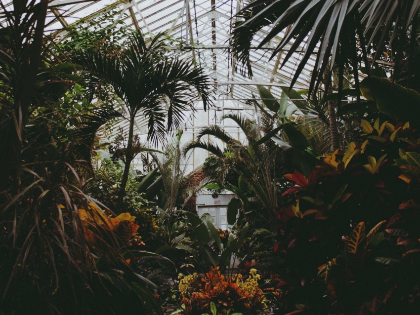 Greenhouse Plants Leaves Vegetation Background