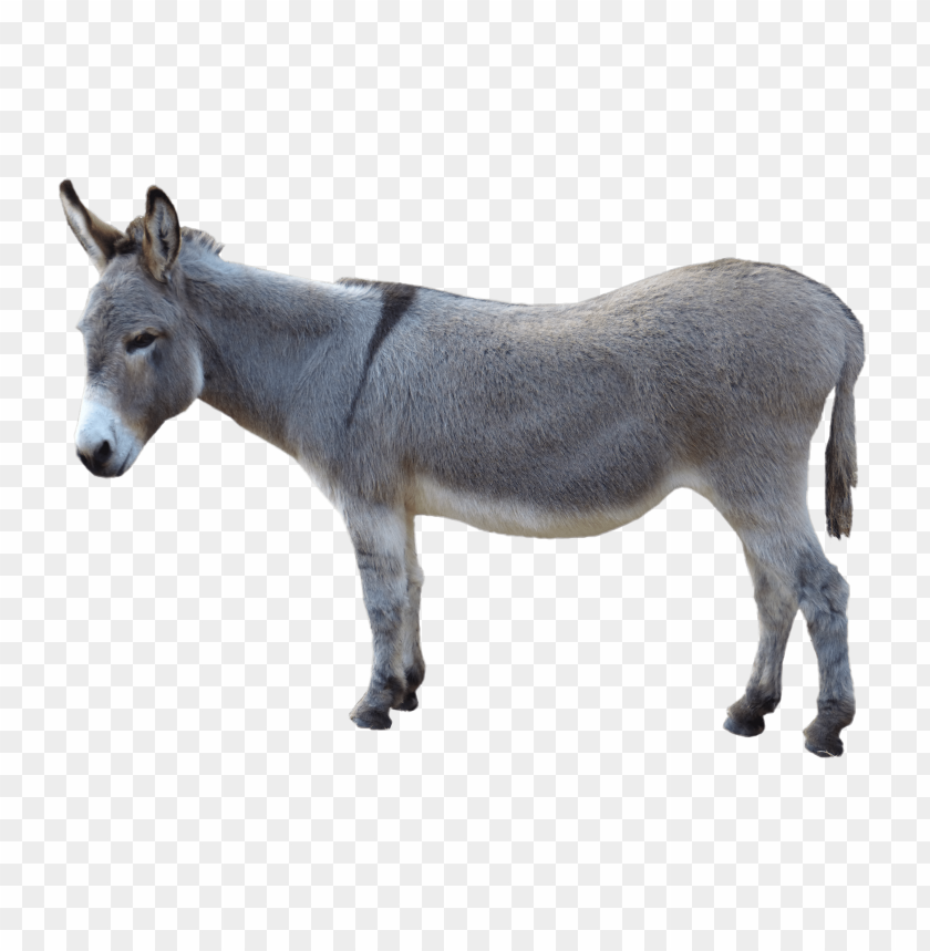 
donkey
, 
grey donkey
, 
ass
, 
burro
, 
jackass
, 
 neddy
, 
dicky
