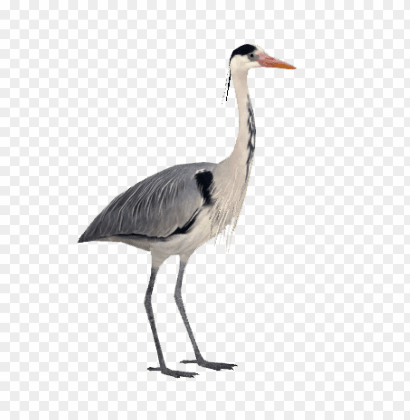 animals, birds, herons, grey heron, 