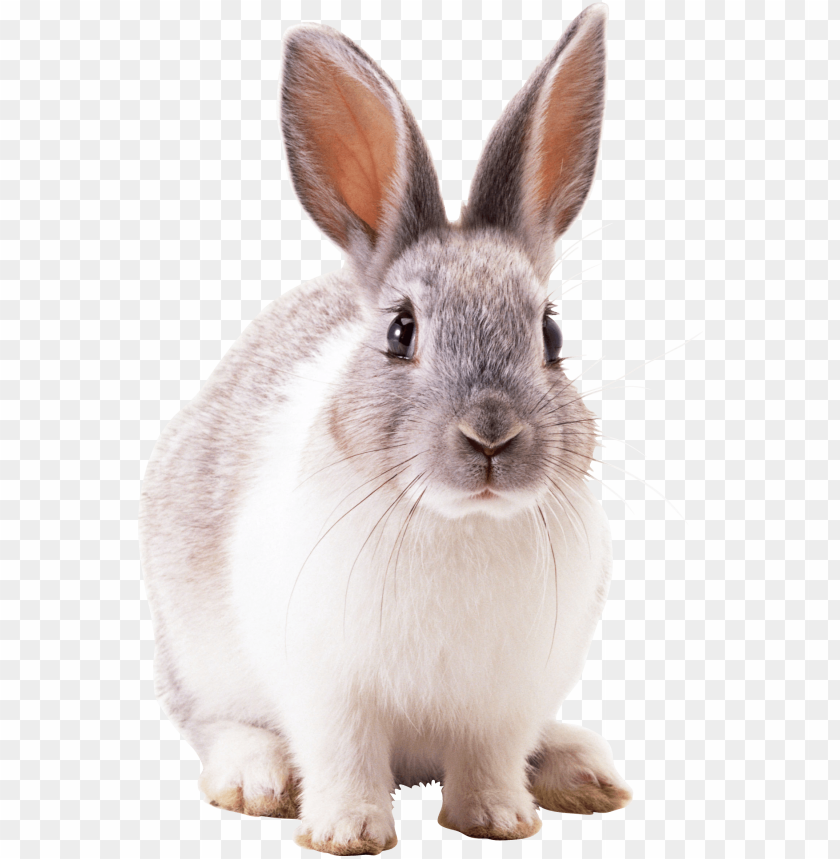 
rabbit
, 
cute
, 
brown
, 
white
, 
fur
, 
friendly
, 
pet
