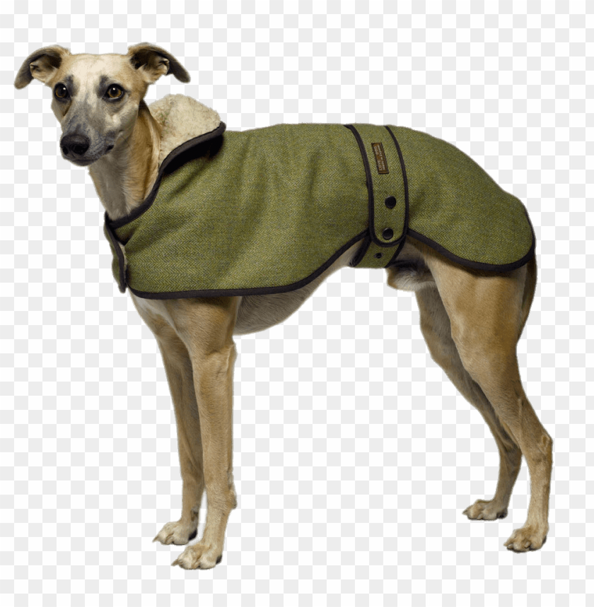 animals, greyhounds, greyhound wearing a coat, 