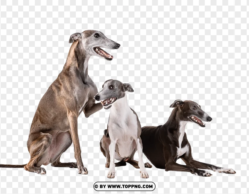 Single Greyhound In Alert Standing Pose PNG Transparent Background