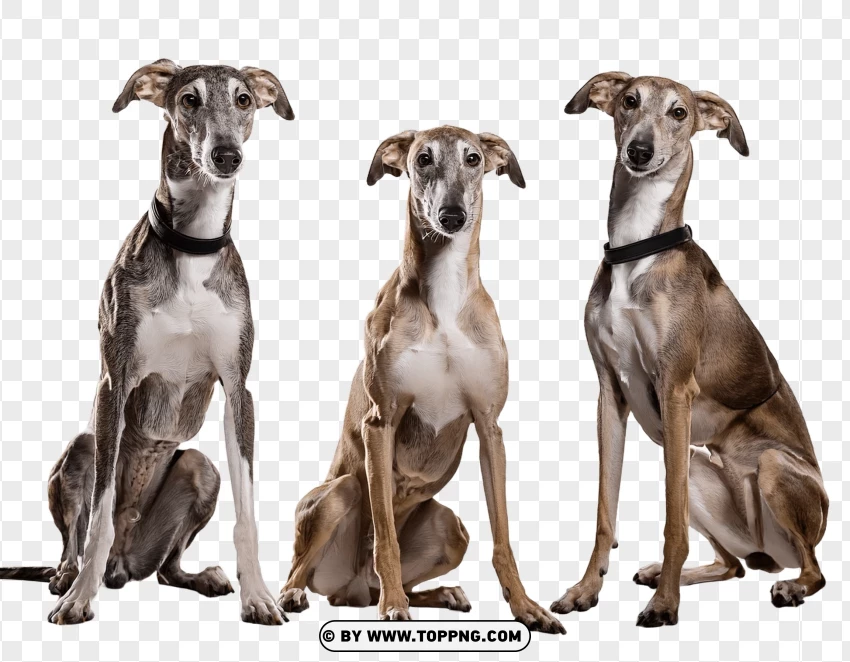 Pair Of Greyhounds Running Together PNG Transparent Background