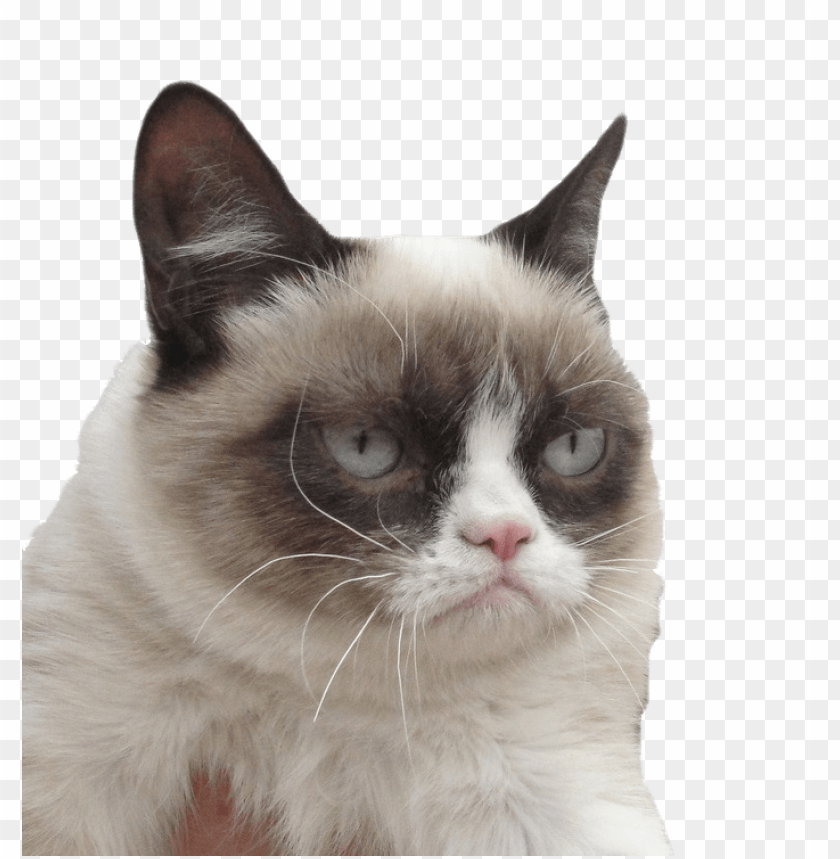 Grumpy Cat I Dare You PNG Transparent Background