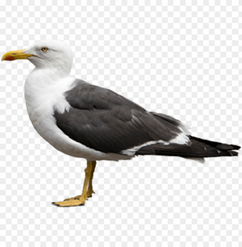 A standing seagull with black and white feathers and yellow beak PNG