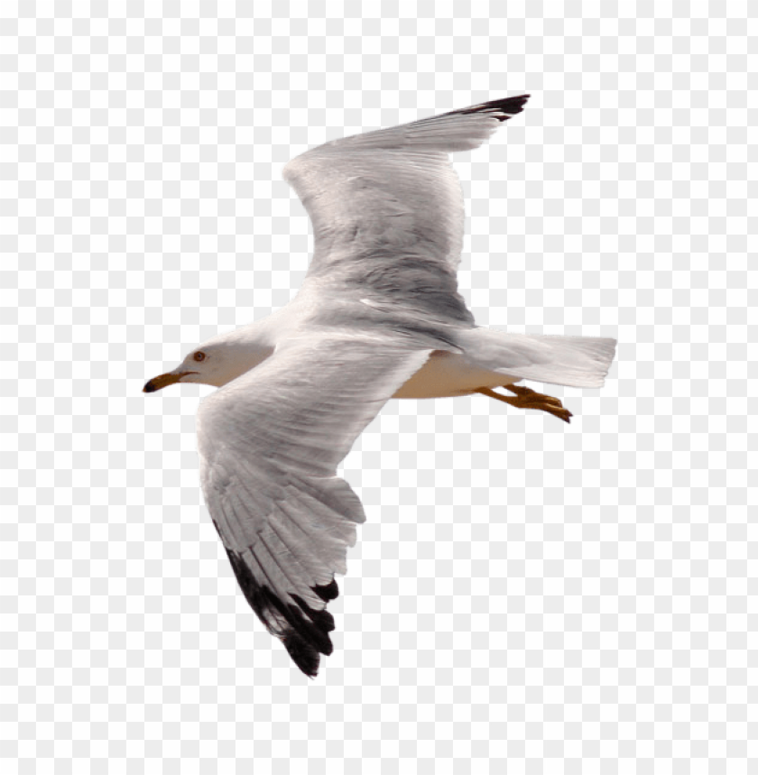 A seagull in mid-flight against a transparent background PNG