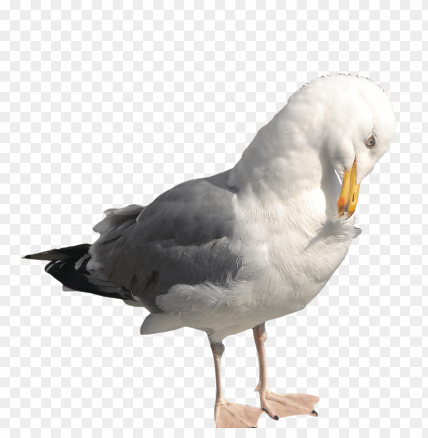 A seagull standing and grooming itself, feathers gray and white PNG