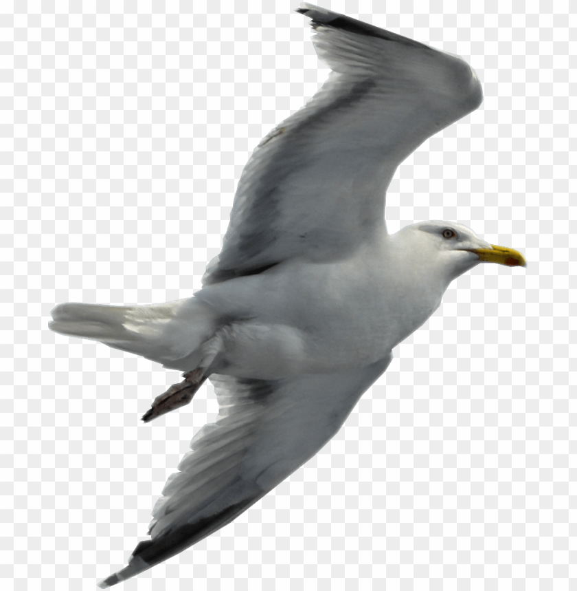 A seagull in flight with wings spread wide against a transparent background PNG