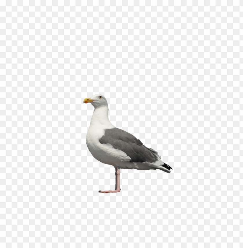 A side view of a standing seagull with gray and white feathers PNG