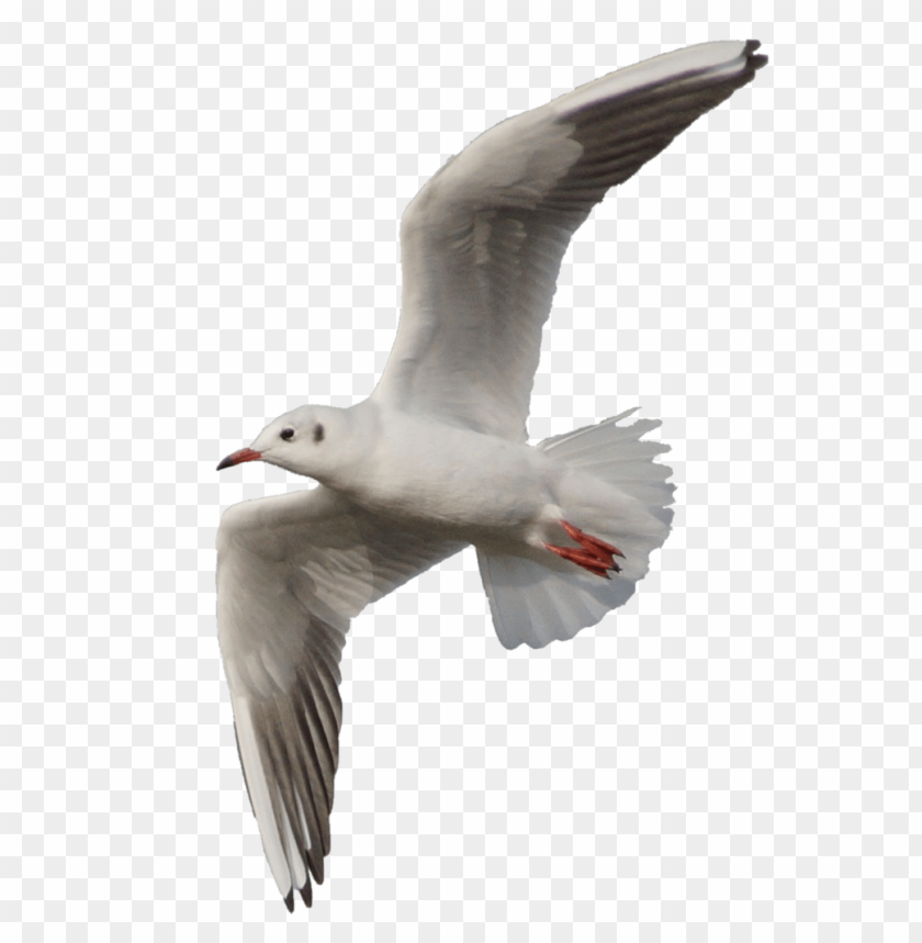 A white seagull in flight with extended wings against a transparent background PNG