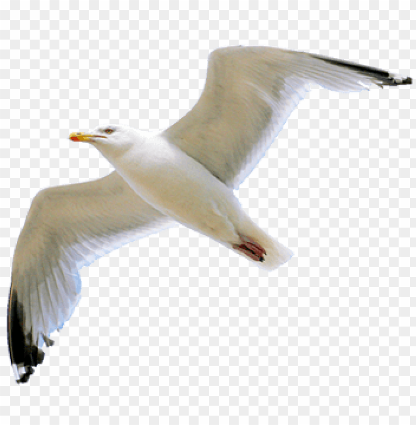 A seagull flying gracefully with outstretched wings PNG