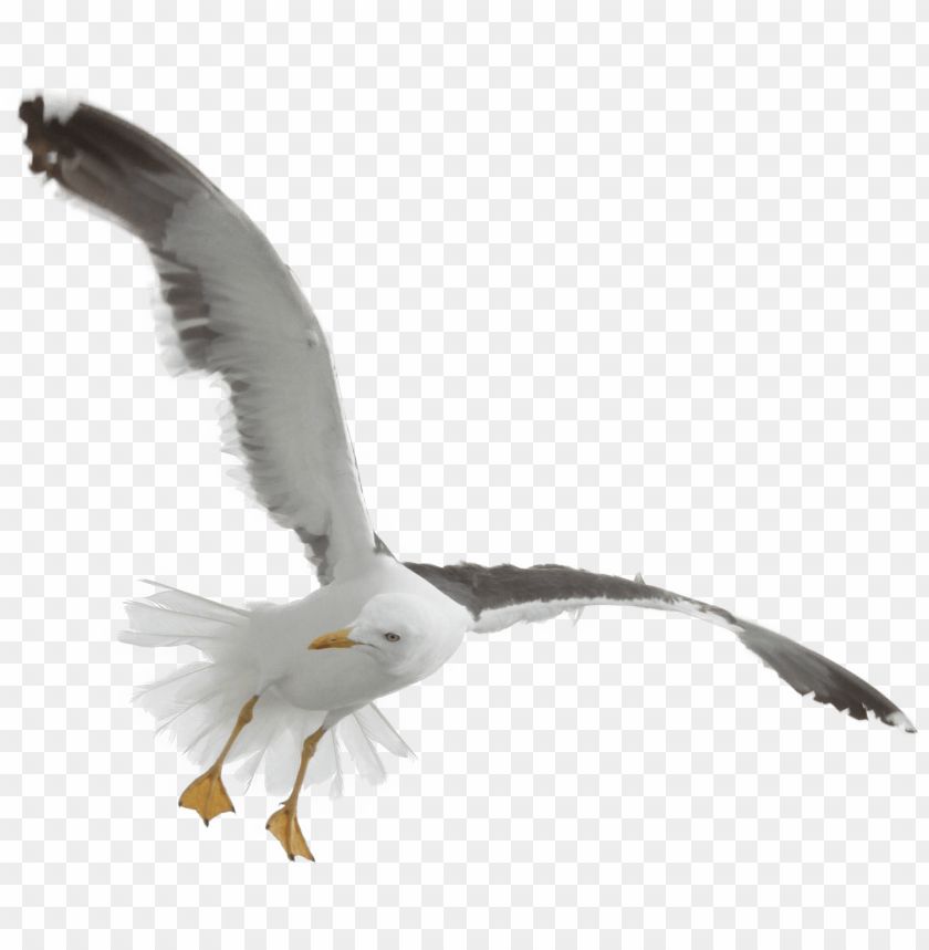 A flying seagull with outstretched wings in mid-air PNG