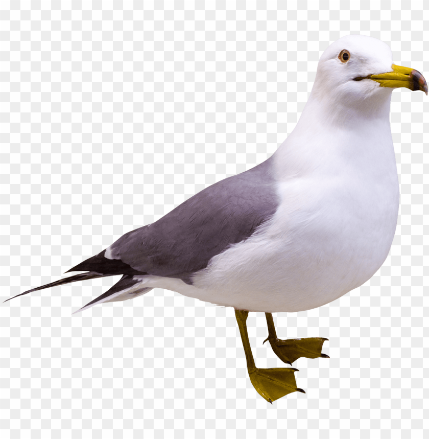 gull,animals