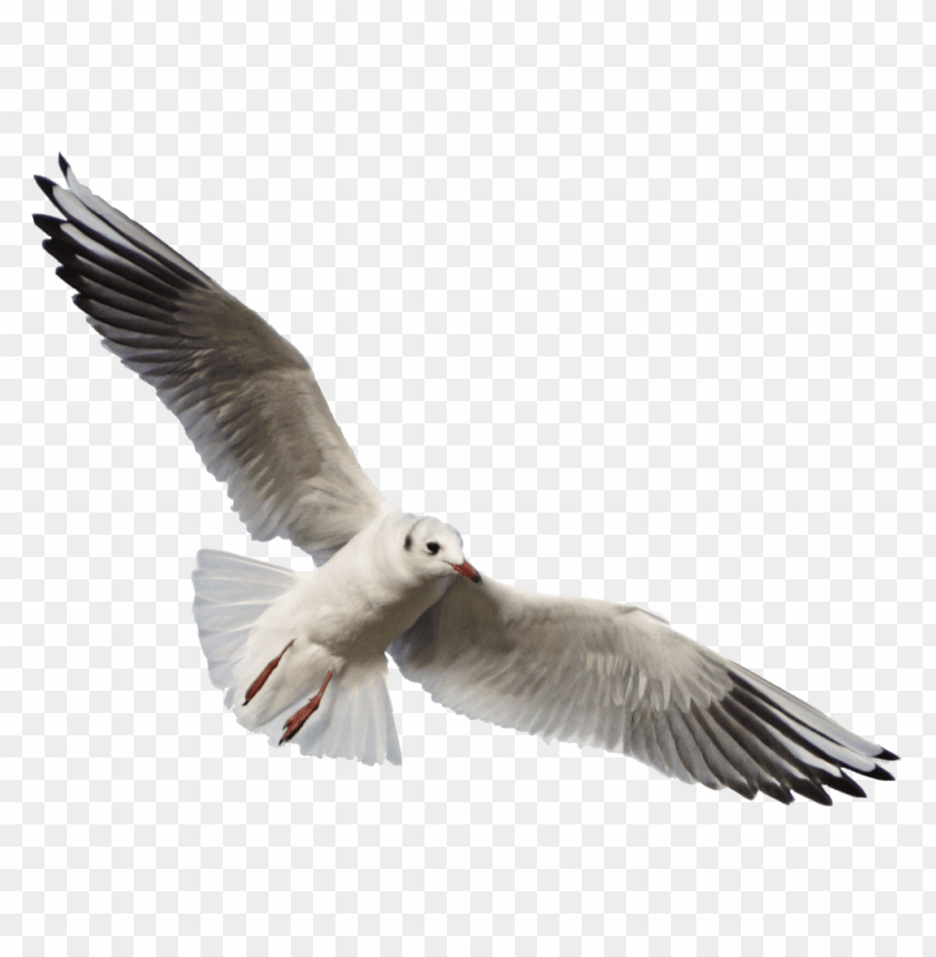 bird, flying bird, seagull, white feathers, animal in flight, wildlife, nature