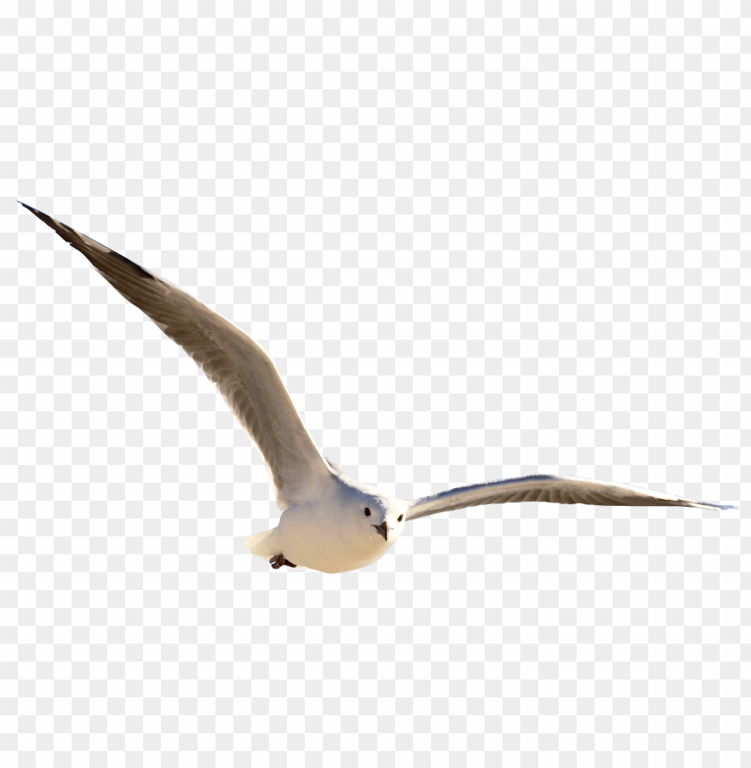 Seagull PNG, bird, flying, white