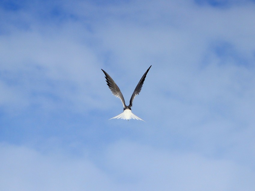 gull, bird, wings, sky, fly