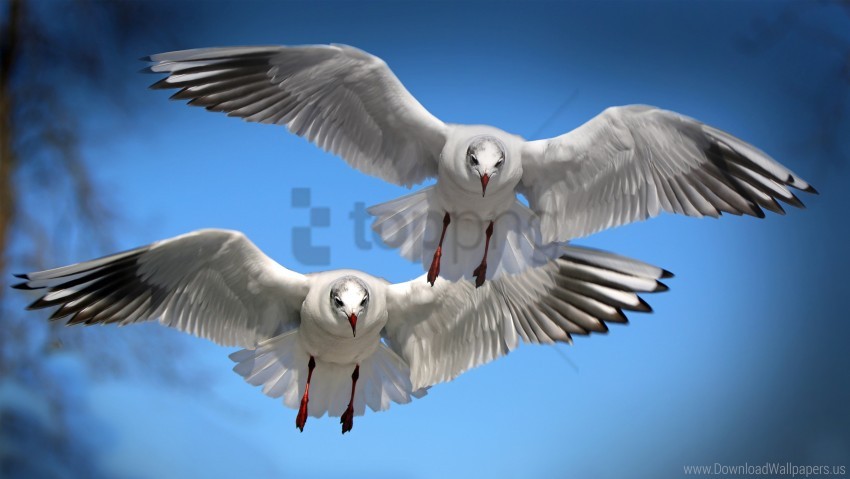 Gulls Seabirds Wallpaper PNG Transparent Background