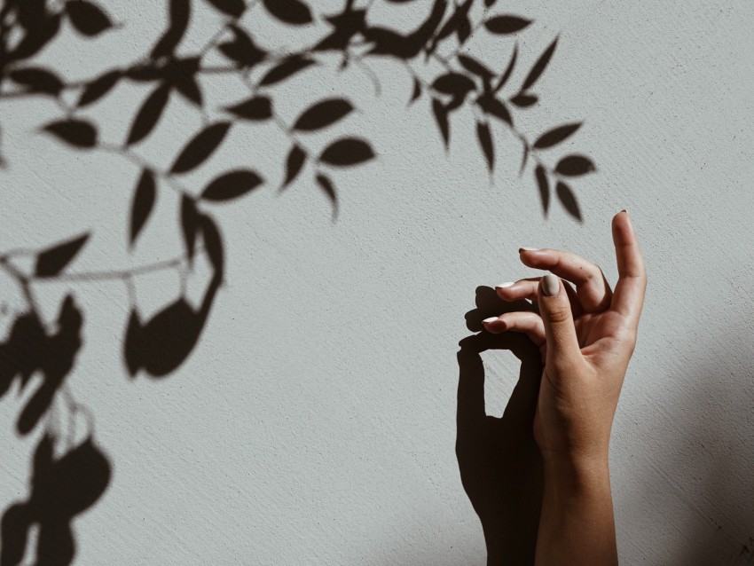 Hand Branch Shadow Wall Background