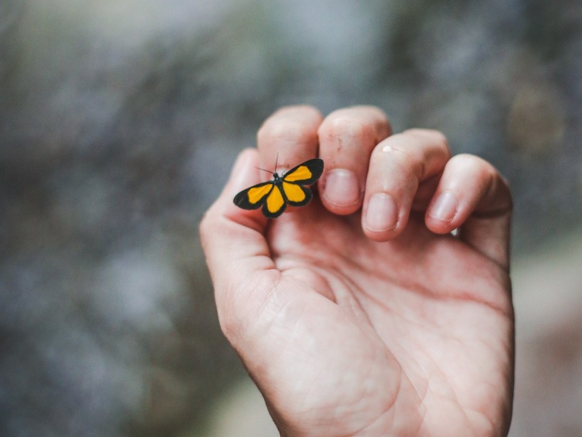 hand, butterfly, touch, fingers