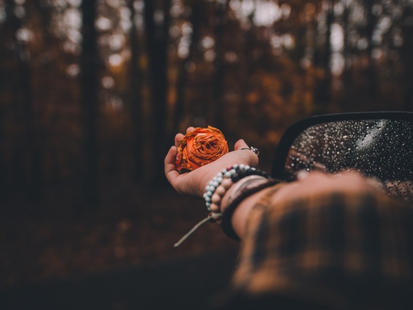 hand, rose, blur, flower, bokeh, glare