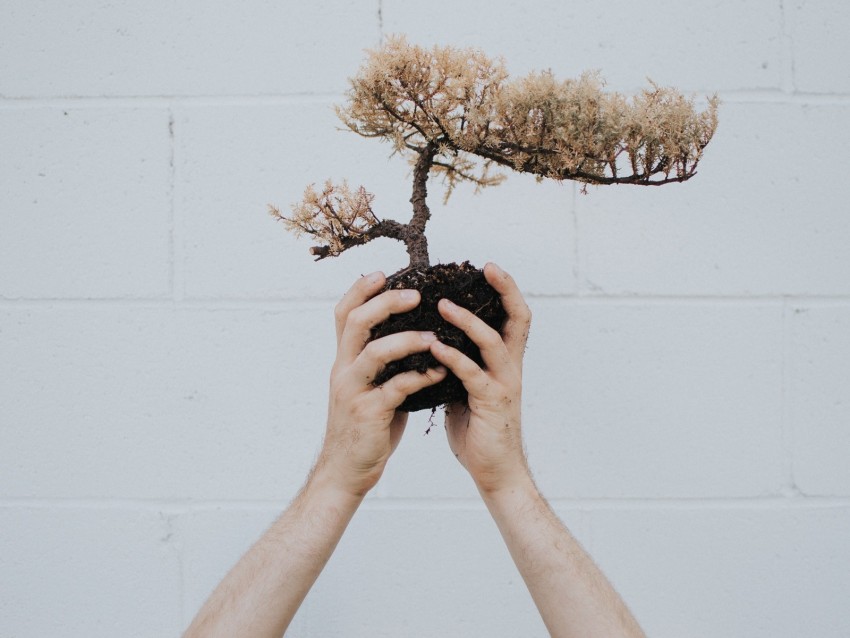 Hands Bonsai Tree Plant Background