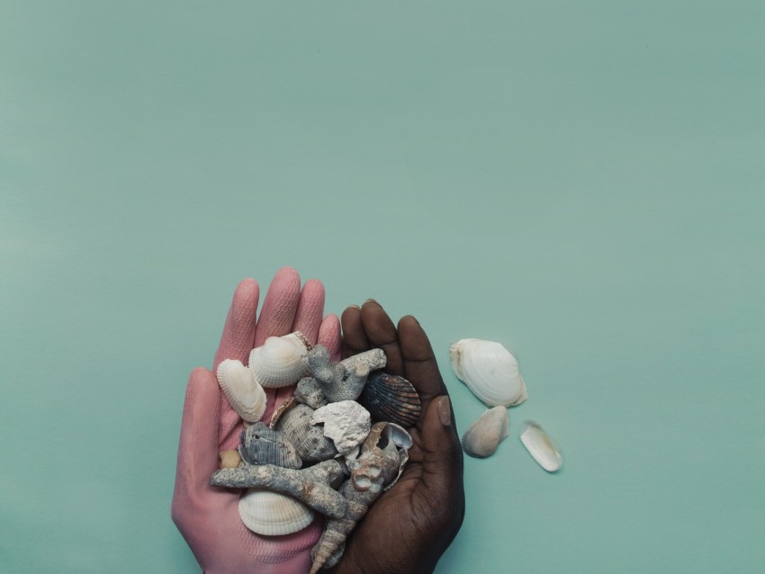 hands, shells, palms