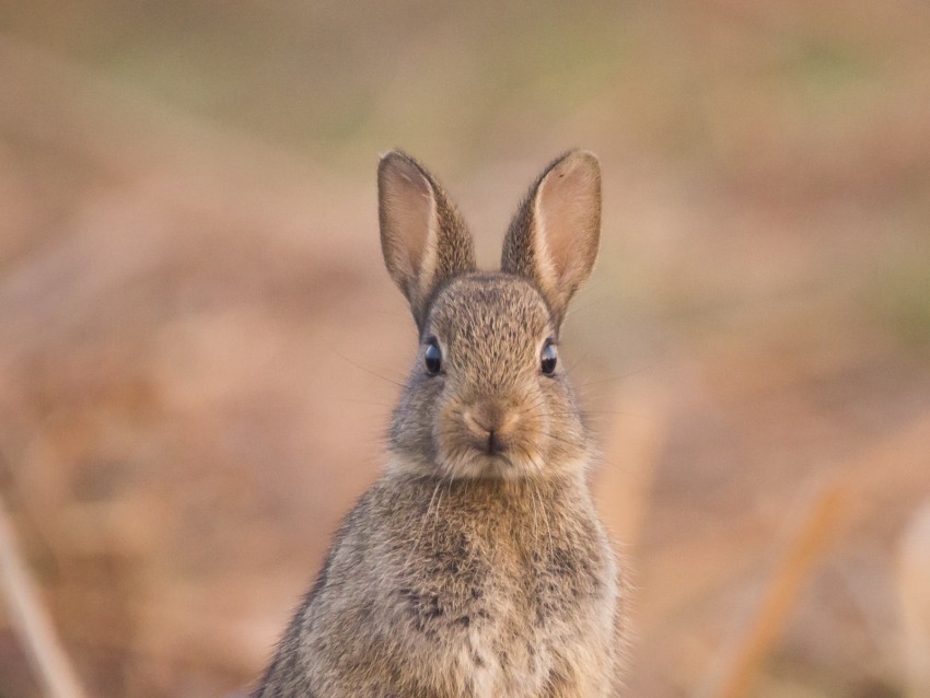 hare, cute, funny, animal, wildlife