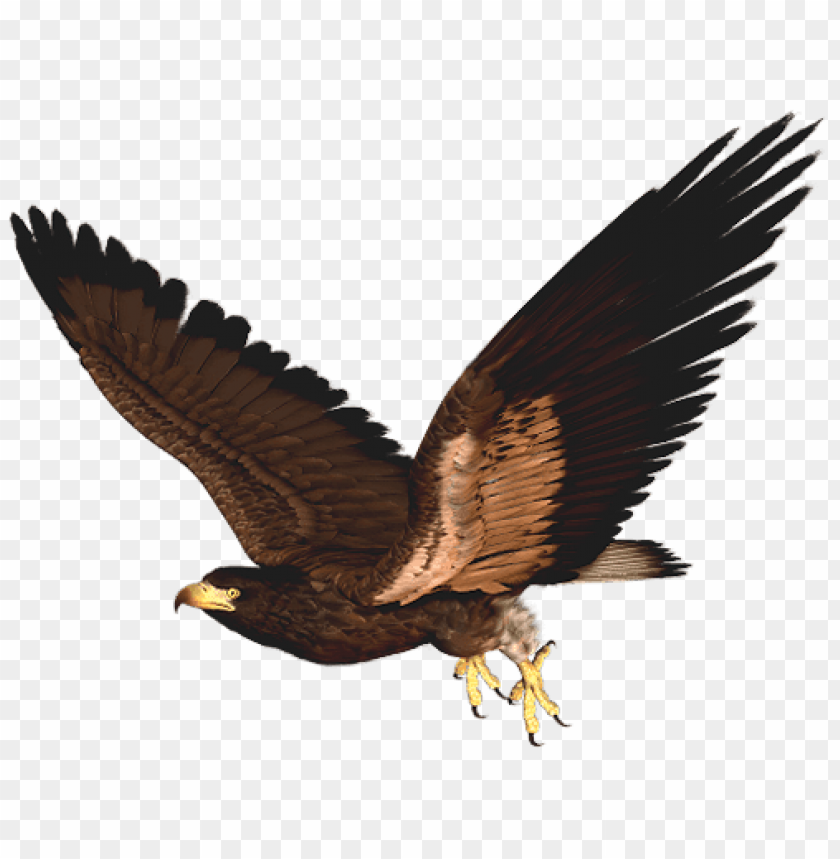 birds png ,bird