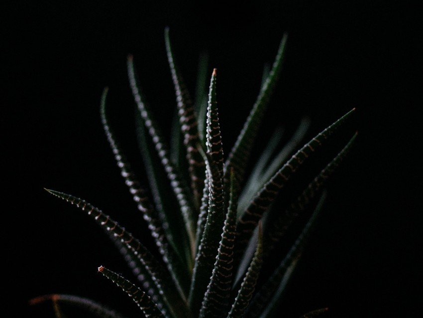 Haworthia Succulent Plant Leaves Dark Background