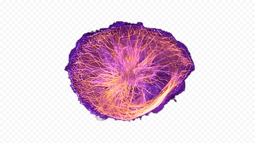 HD cytoskeleton PNG