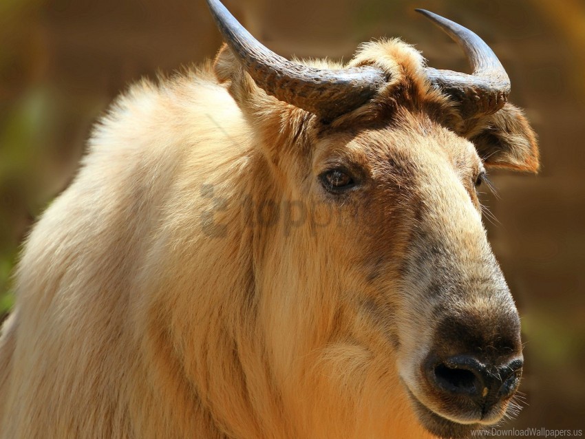 Head Horns Sichuan Takin Takin Wallpaper PNG Transparent Background