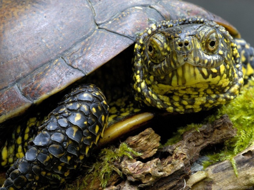 Head Shell Tortoise Wallpaper PNG Transparent Background