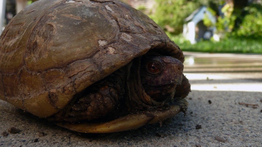 Head Shell Tortoise Wallpaper PNG Transparent Background