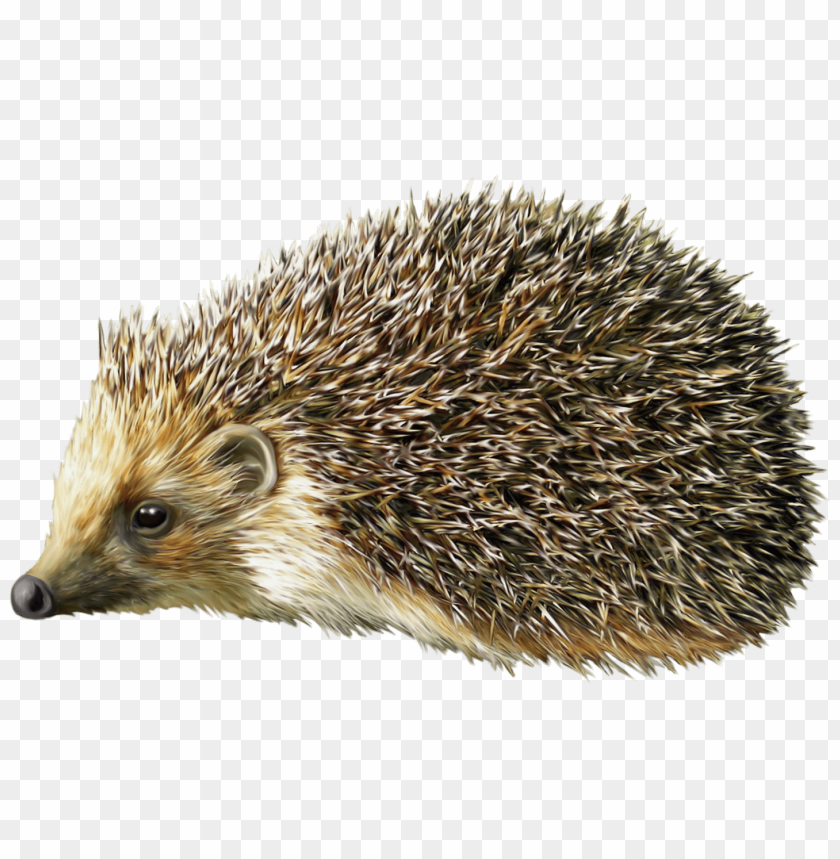 hedgehog, wildlife, nature, animal, mammals, forest, small creatures