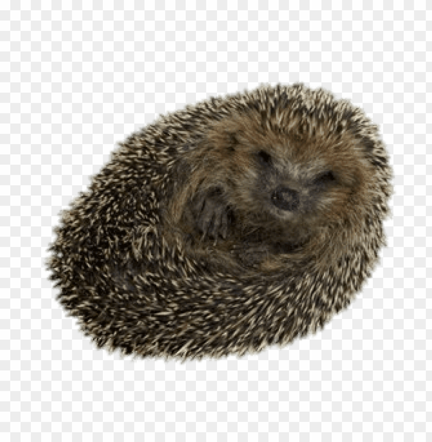 animals, hedgehogs, hedgehog rolled up, 