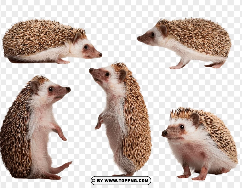 Single Hedgehog In Sitting Pose PNG Transparent Background