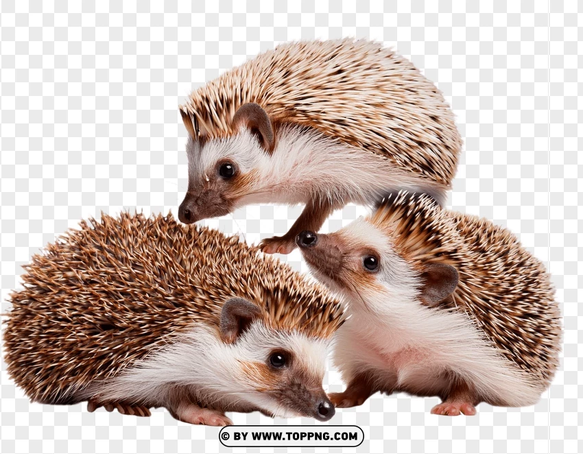 Pair Of Hedgehogs In Natural Pose PNG Transparent Background